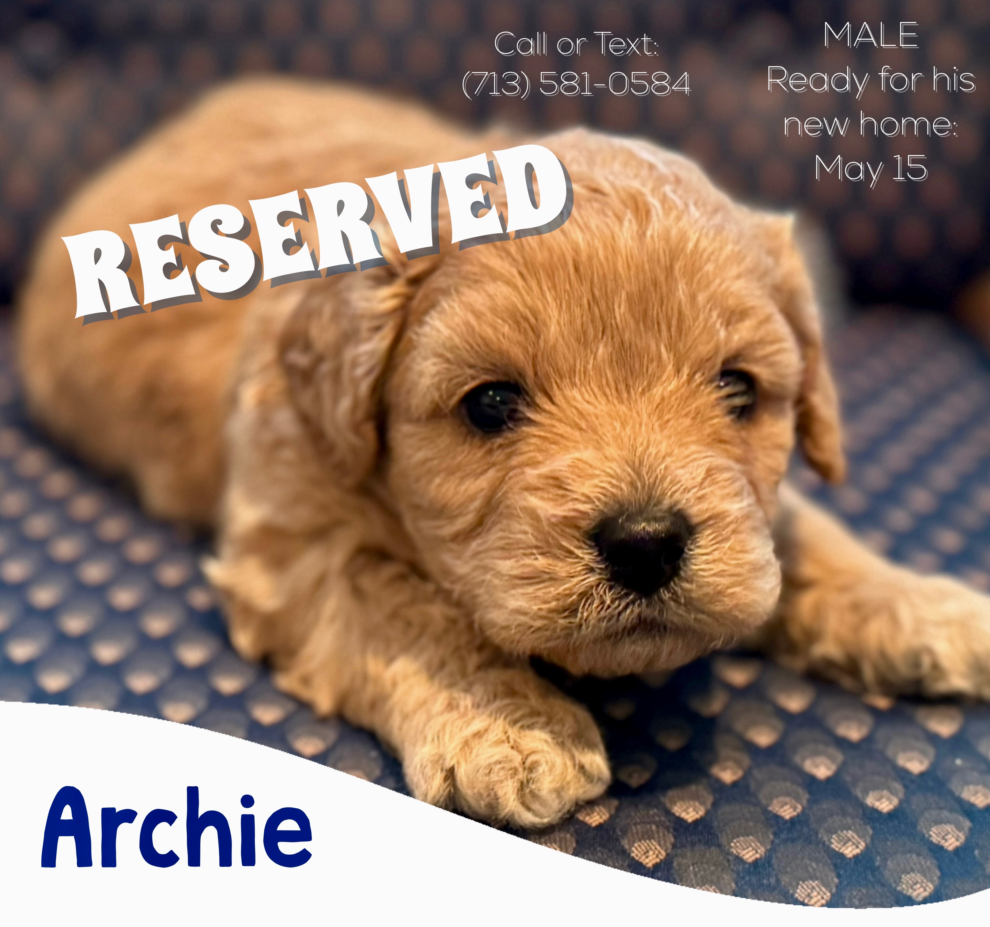 Archie-Reserved