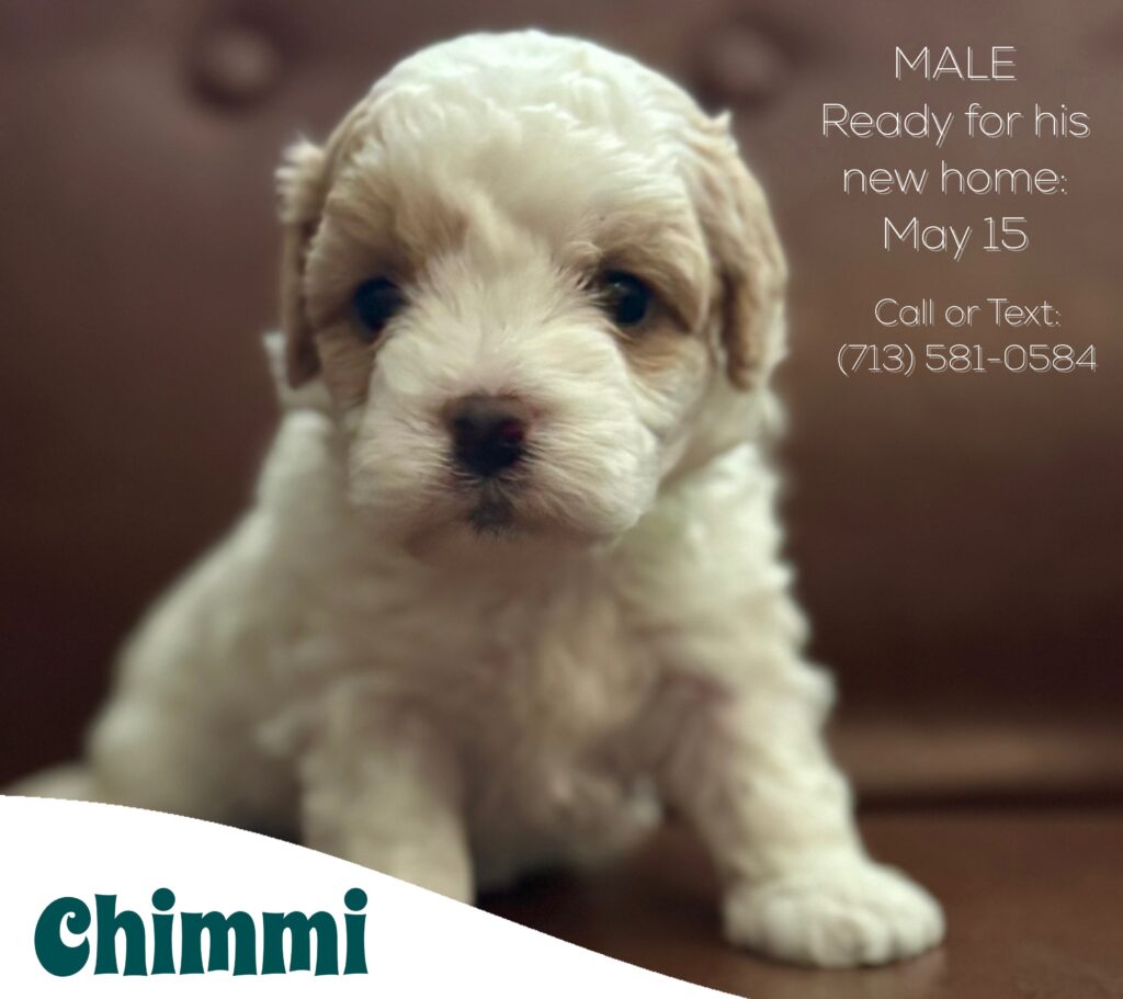 Chimmi
