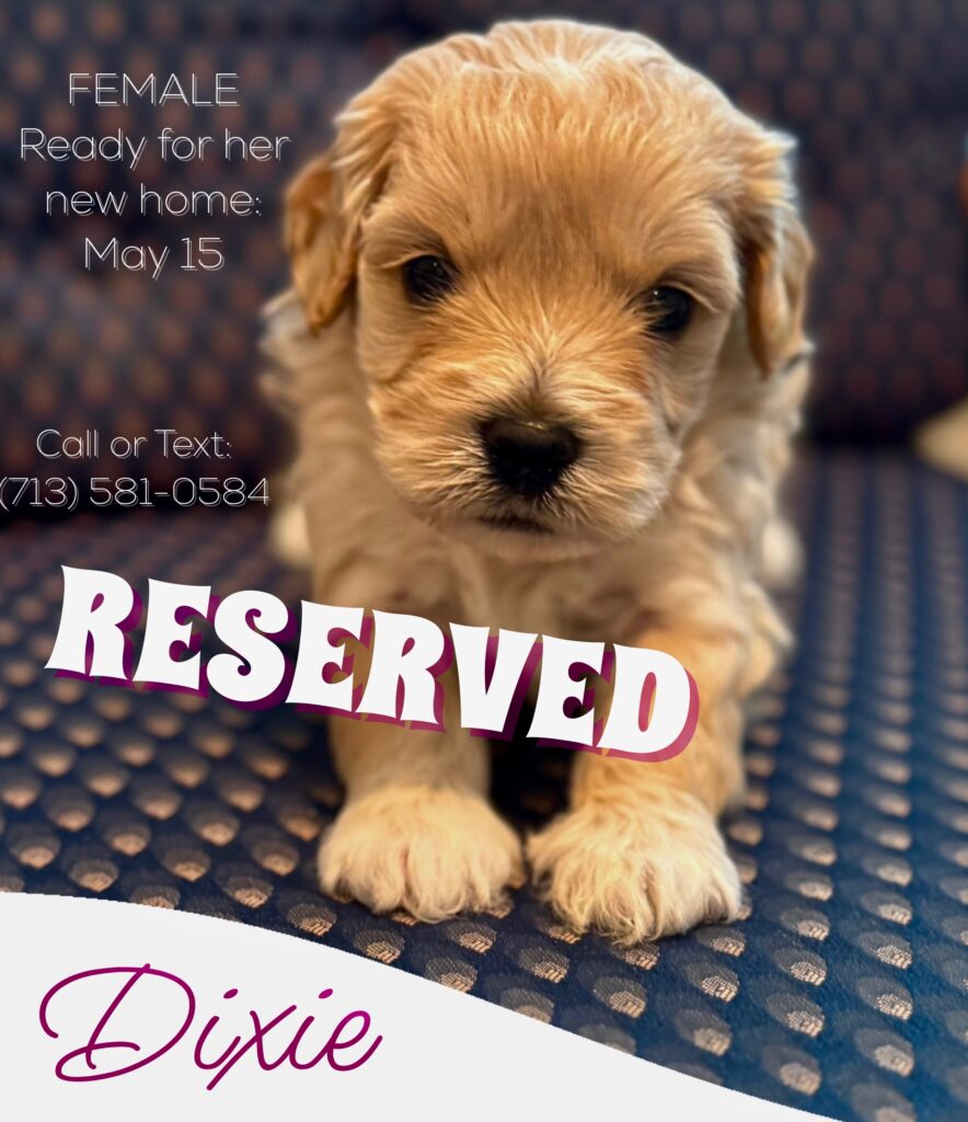 Dixie-Reserved